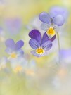 Viola cornuta