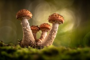 Dunkler Hallimasch zum zweiten (Altglas)