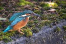 Eisvogel (mal etwas anders)