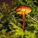 Einsamer kleiner Pilz
