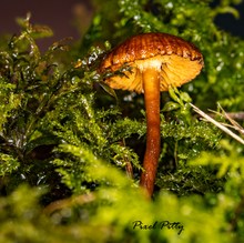 Einsamer kleiner Pilz