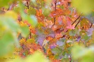 Herbst ...