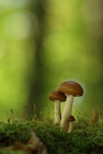 Pilzfamilie