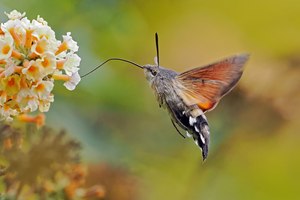 Taubenschwänzchen im Herbst