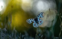 Frühmorgens in den Rhodopen