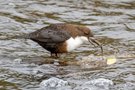 Fischende Wasseramsel