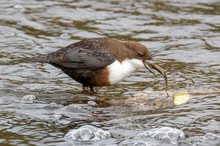 Fischende Wasseramsel