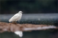 Seidenreiher