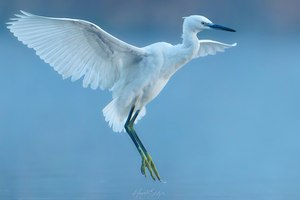 Seidenweiche Landung