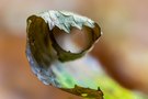 Herbstrolle mit Kugelspringer