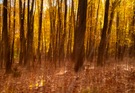 Waldgold