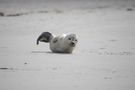 Amrum (7/14)