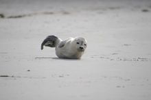 Amrum (7/14)