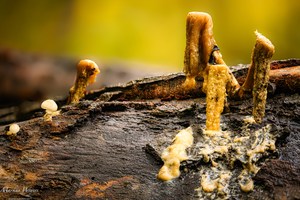 Nights candles are burnt out