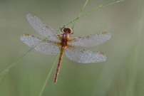 Rückseite