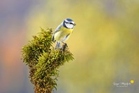 Blaumeise ...