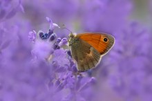 Ein Kleines Wiesenvögelchen ...