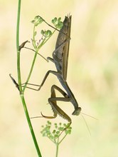 Einfach klassisch...