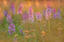 Farbe an einem grauen Tag