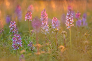 Farbe an einem grauen Tag