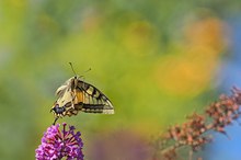 Ende August haben sich die Schwalbenschwänze