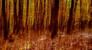 Waldgold II