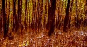 Waldgold II