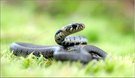 Palatina Cobra...