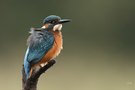 Eisvogel