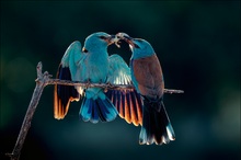 Blauracke am snacken