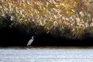 Silberreiher Komposition