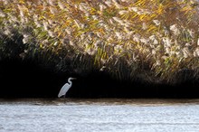 Silberreiher Komposition