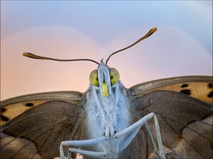 Kleiner Schillerfalter im Portrait