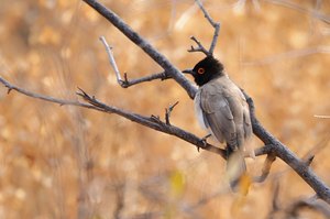 afrik.Rotaugen-Bülbül
