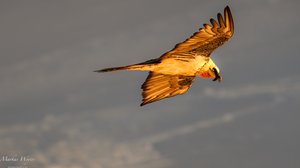 Bartgeier im Morgenlicht