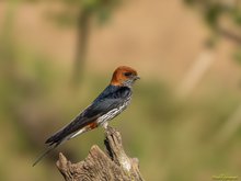 Zwergrötelschwalbe / Maidschwalbe