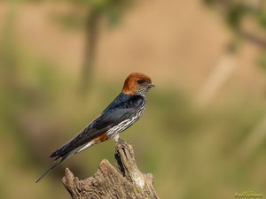 Zwergrötelschwalbe / Maidschwalbe