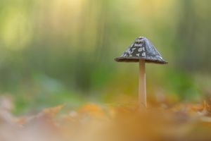 Spechtpilz  im Herbstwald