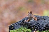 Wer stört da schon wieder ?