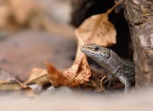 Eidechse im Lebensraum