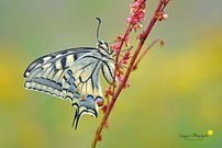 Am frühen Morgen ...