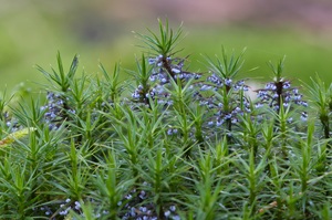 Goldenes Frauenhaarmoos  mit Früchten ?