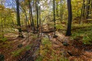 Herbstwald bei Moritzburg