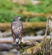 Junger Weißkopfadler