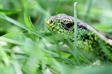 Scheu,aber auch neugierig