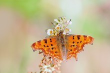 ein C-Falter von heute