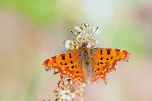 ein C-Falter von heute