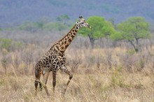 Massai-Giraffe