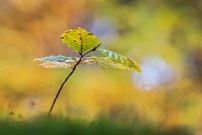 Der 1. Herbst des Buchenkindes
