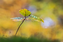 Der 1. Herbst des Buchenkindes